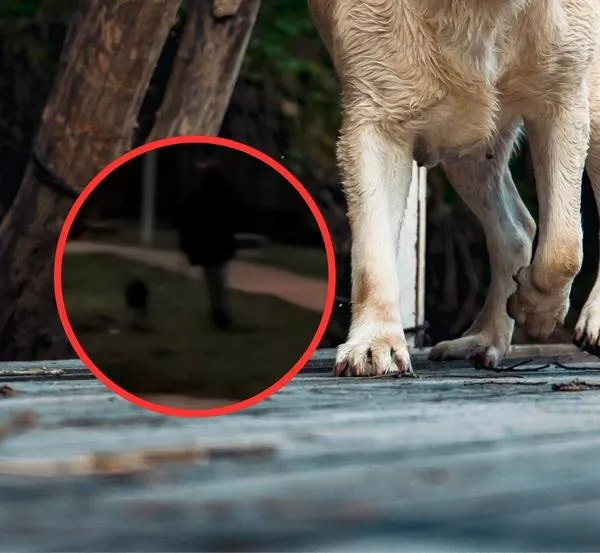 Nuevo caso de maltrato animal en Cundinamarca: perro fue golpeado en un parque