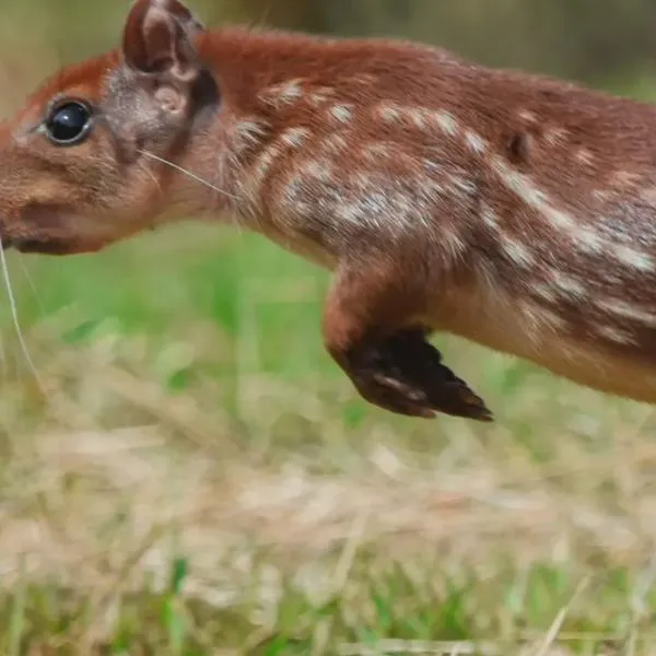 La guagua ha sido consumida por los indígenas durante milenios