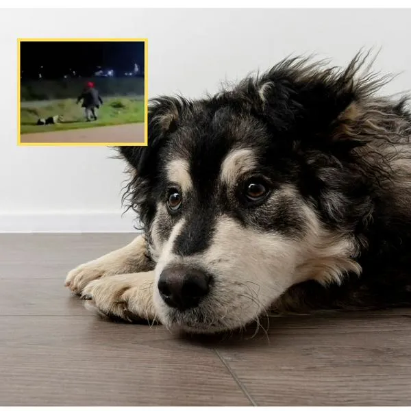 Maltrato animal: hombre cogió a patadas y puños a su perro en Zipaquirá