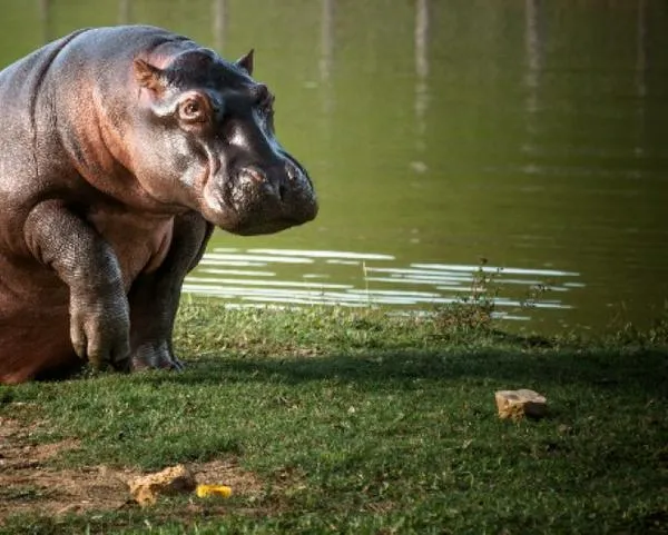 Corpocaldas desmiente presencia de hipopótamos en el Magdalena caldense