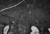 Coatí de montaña avistado por primera vez en el humedal Torca-Guaymaral en Bogotá