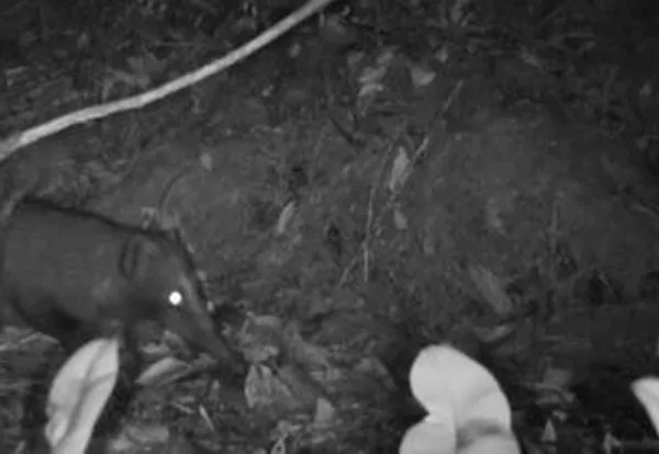 Coatí de montaña avistado por primera vez en el humedal Torca-Guaymaral en Bogotá
