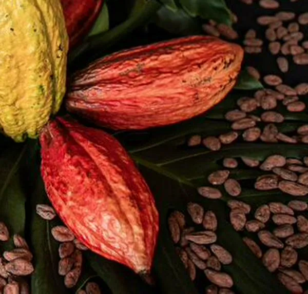 Chocoshow: fechas y ciudad para disfrutar del evento