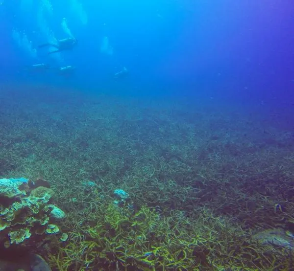 El rol del océano es central en la acción climática, alertan activistas y piden fondos