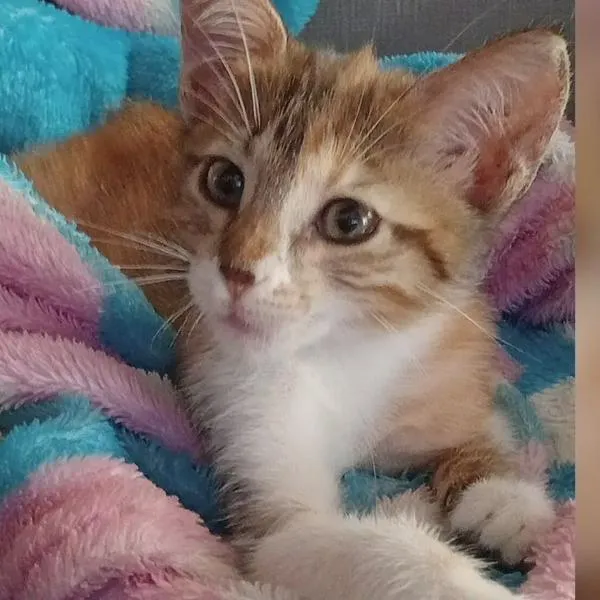 Caso de maltrato animal: hombre mató a una gata bebé que había sido robada