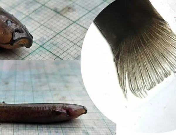 Por primera vez hay registro del pez capitán de la sabana en la Reserva Distrital de Humedal La Conejera 