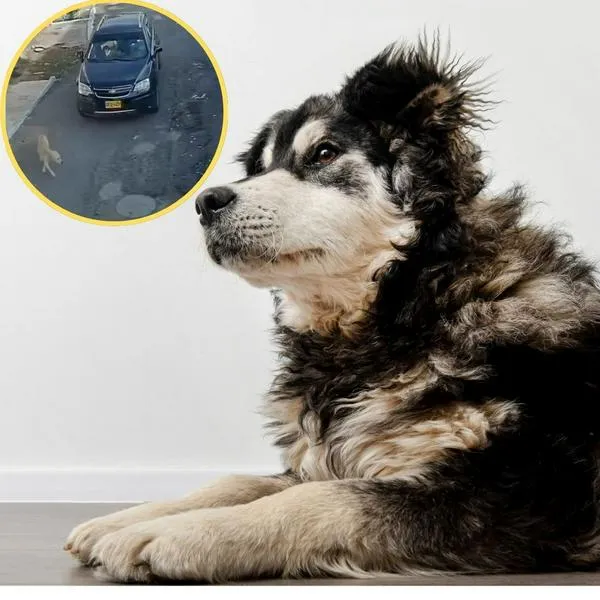 Buscan a conductor que atropelló y mató a un perro en Neiva: huyó del lugar 