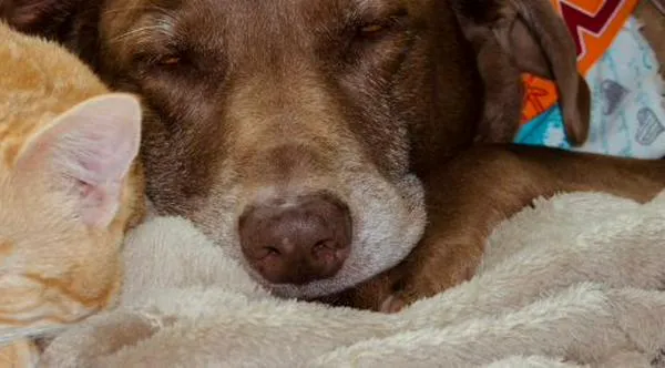 Jornada de adopción animal en Cali: conozca las fechas y dónde se realizará