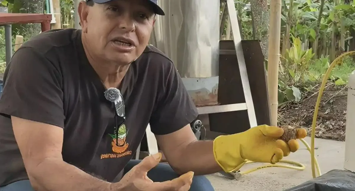 Cúrcuma: la planta milenaria que potencia la agricultura, salud y bienestar en el Quindío