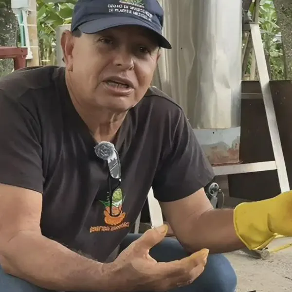 Cúrcuma: la planta milenaria que potencia la agricultura, salud y bienestar en el Quindío