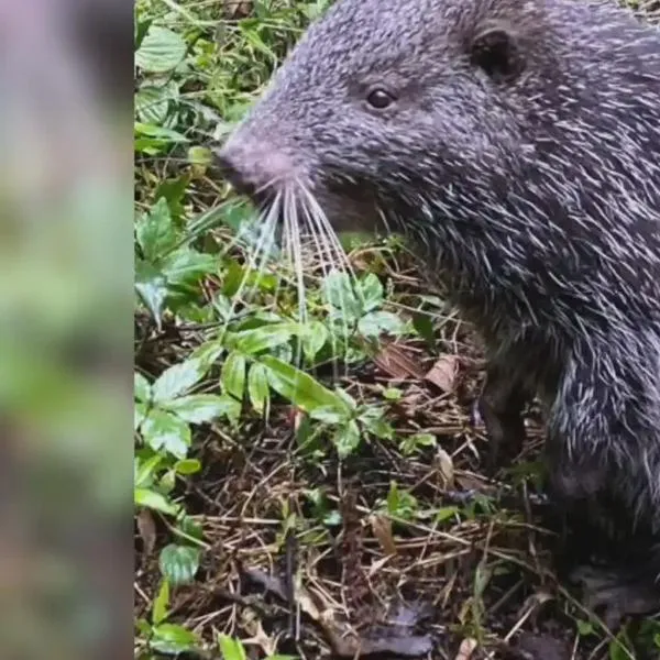 El pacarana es el segundo roedor más grande en Colombia y el sexto en el mundo