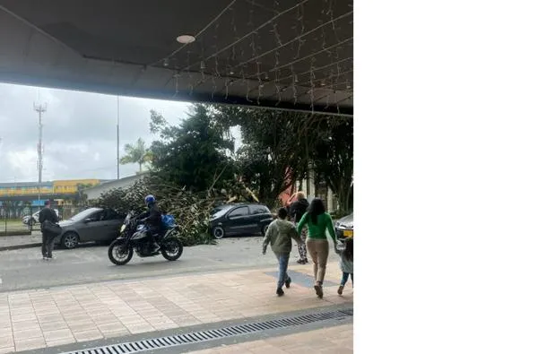 Caída de árbol en el centro de Manizales causa daños a vehículo y al CAI del sector