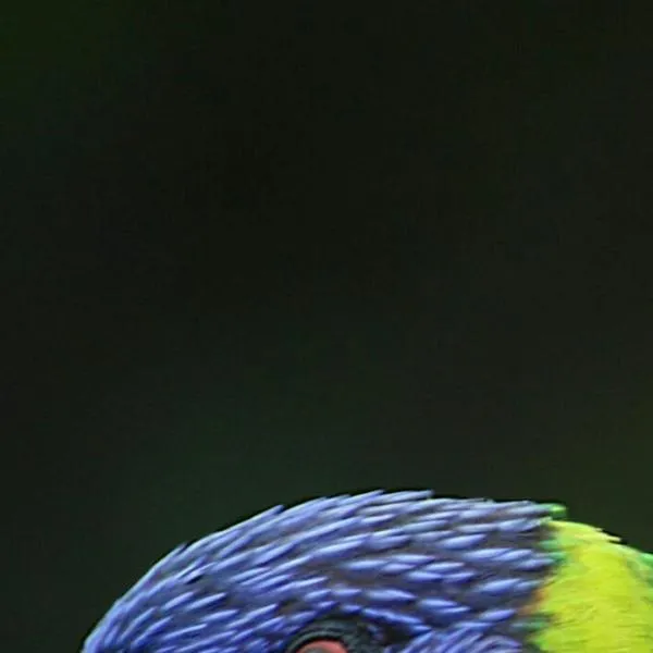 ¿Qué pasa con los animales rescatados del tráfico ilegal? Así es el proceso de rehabilitación