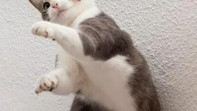 ¿Por qué algunos gatos parecen maullar más al saludar a los hombres? Algunas pistas