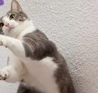 ¿Por qué algunos gatos parecen maullar más al saludar a los hombres? Algunas pistas