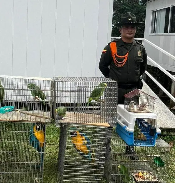 Recuperaron especies de fauna silvestre en el Oriente de Caldas