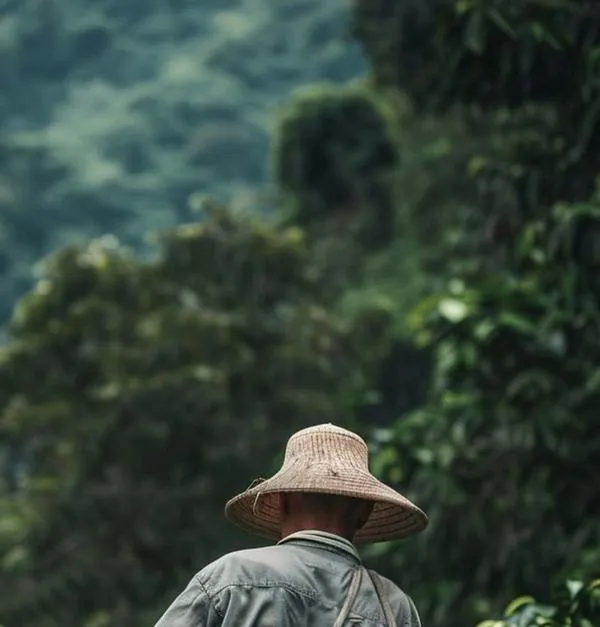 La inseguridad es la nueva roya de la caficultura y de la agricultura en general, dicen productores