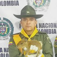 La caza de fauna silvestre es un delito que puede dar más de 4 años de prisión