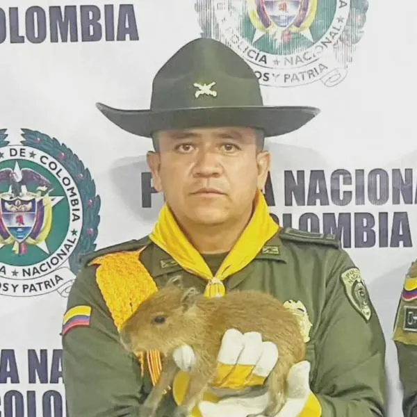 La caza de fauna silvestre es un delito que puede dar más de 4 años de prisión