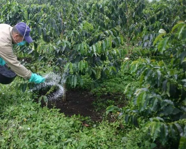 Cafeteros confían en mayor rentabilidad y bienestar para el 2026. Fertilizar y más productividad, los retos