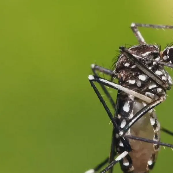 884 reportes probables de dengue dados a conocer en el Quindío en 2025