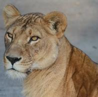 Joven de 19 años murió luego de ser atacado por leona en un zoológico: qué pasó