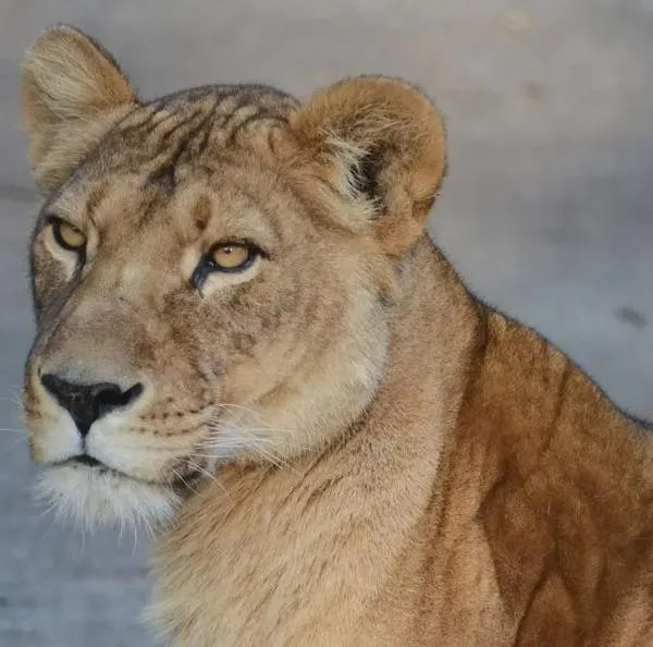 Joven de 19 años murió luego de ser atacado por leona en un zoológico: qué pasó