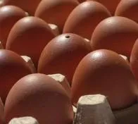 Estados Unidos autoriza exportación de huevo con cáscara desde Colombia para uso industrial