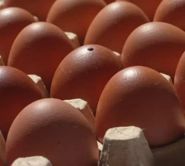 Estados Unidos autoriza exportación de huevo con cáscara desde Colombia para uso industrial