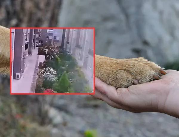 Mujer lanzó a su mascota desde un balcón y la mató en Bogotá