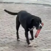 Video del perro que se robó un salchichón del D1 en Antioquia