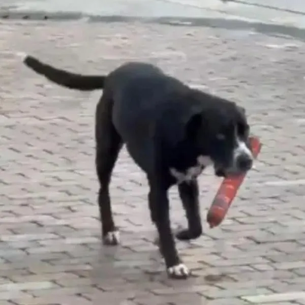 Video del perro que se robó un salchichón del D1 en Antioquia