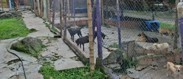 Caldas: 275 animales rescatados podrían perder su hogar, ayude a esta fundación a salir de la crisis 