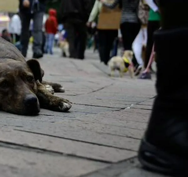¡Bájele, Perrito! Bogotá crea mesa interinstitucional para frenar atropellamientos animales