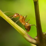 Por qué se sacrifican hormigas obreras para proteger a su colonia, según estudio