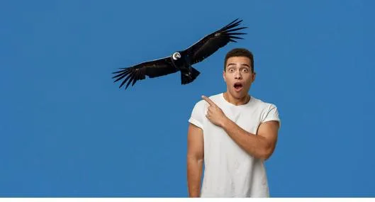 Dónde se puede ver el cóndor en Colombia: pueblo de Santander el mejor para ver