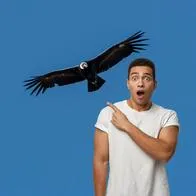 Dónde se puede ver el cóndor en Colombia: pueblo de Santander el mejor para ver