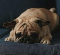 Retiran del mercado alimento para perros que tenía plástico y era un riesgo para las mascotas