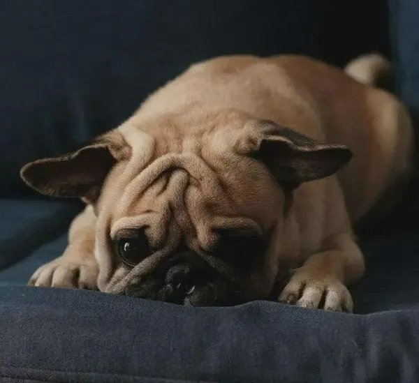 Retiran del mercado alimento para perros que tenía plástico y era un riesgo