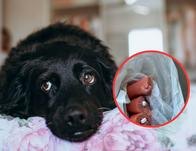 Alerta en Bogotá por salchichas envenenadas dejadas en parques: un perro murió