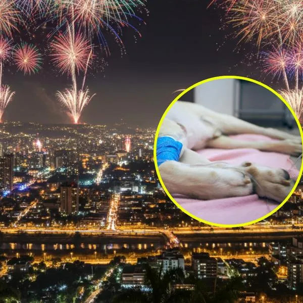 Medellín noticias: perra murió al lanzarse de octavo piso por sonido de pólvora