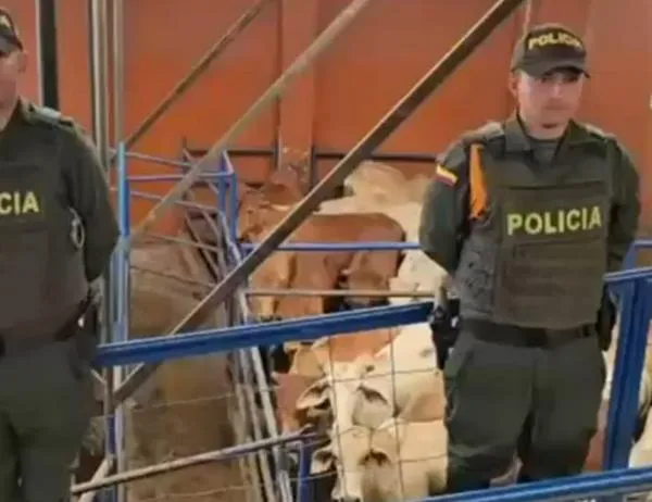 La policía recuperó 43 semovientes bovinos en la localidad de Usme 