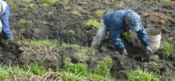 Consejos prácticos para agricultores de Caldas para diciembre y enero, se prevé menos lluvias 
