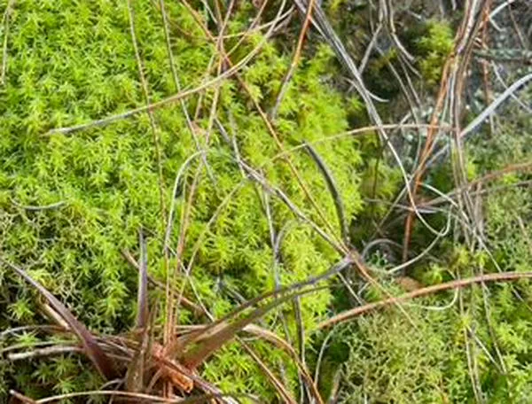 Cerros Orientales: intensifican operativos contra la extracción de musgo y otras especies