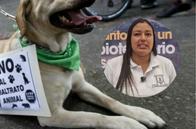 Investigan a la Alcaldía de Manizales por fallas en Ruta de Atención al Maltrato Animal: secretaria responde