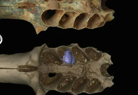 Hallan nidos fósiles de abejas construidos en las mandíbulas de mamíferos prehistóricos