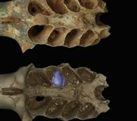 Hallan nidos fósiles de abejas construidos en las mandíbulas de mamíferos prehistóricos