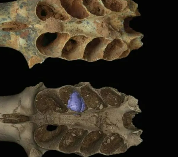 Hallan nidos fósiles de abejas construidos en las mandíbulas de mamíferos prehistóricos