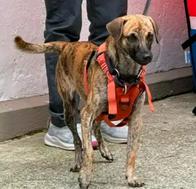 Bizcocho, el perro golpeado por buscar comida, llegó a su nuevo hogar