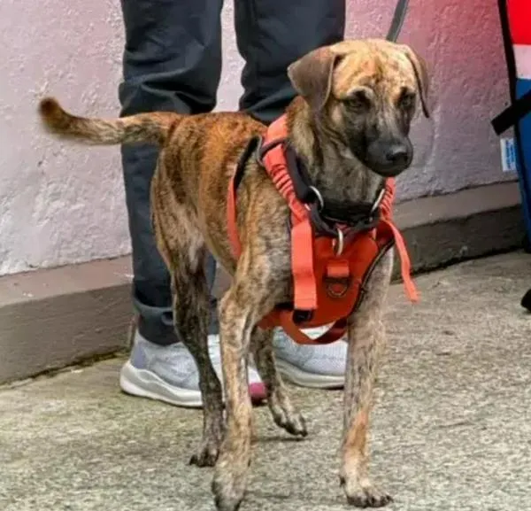 Bizcocho, el perro golpeado por buscar comida, llegó a su nuevo hogar